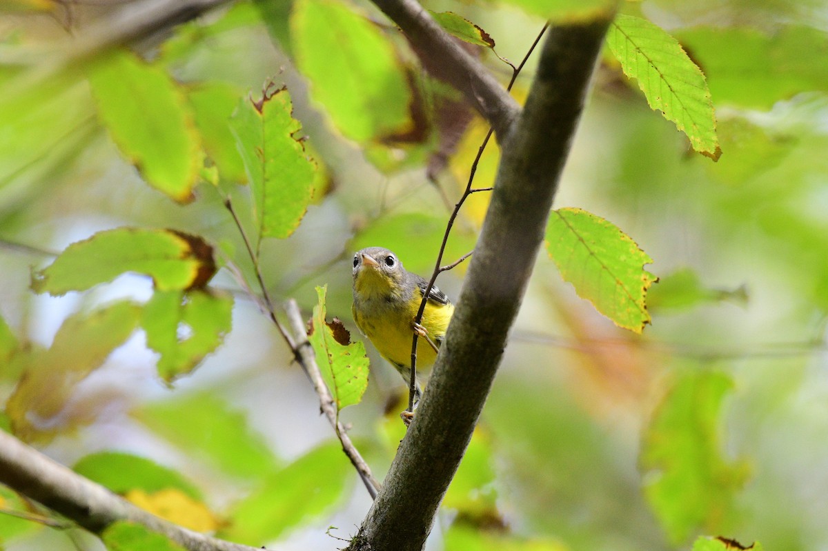 Magnolia Warbler - ML642706786
