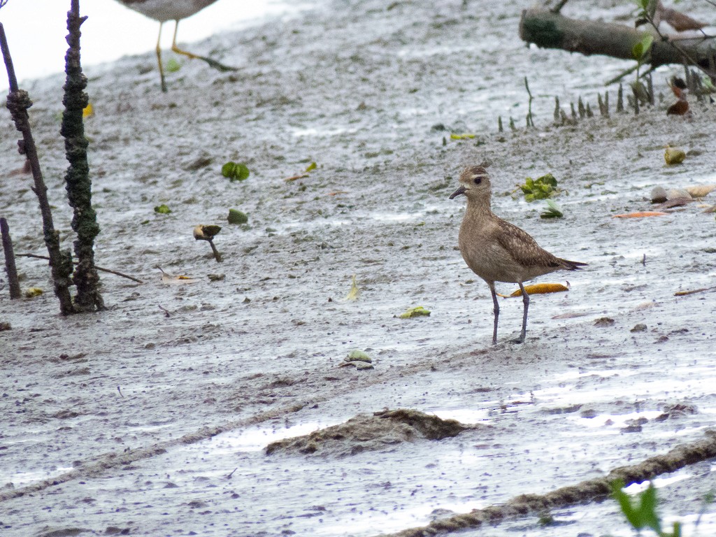 American Golden-Plover - ML642706791