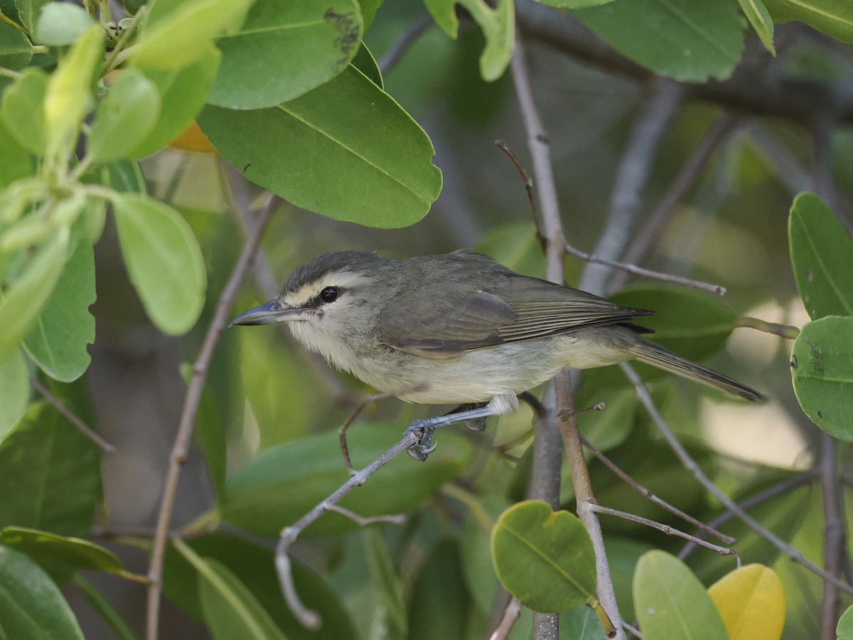 Yucatan Vireo - ML642706792