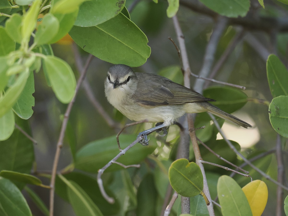 Yucatan Vireo - ML642706800
