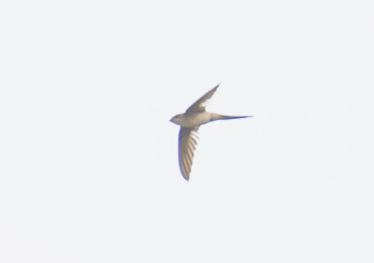 Asian Palm Swift - ML642706805
