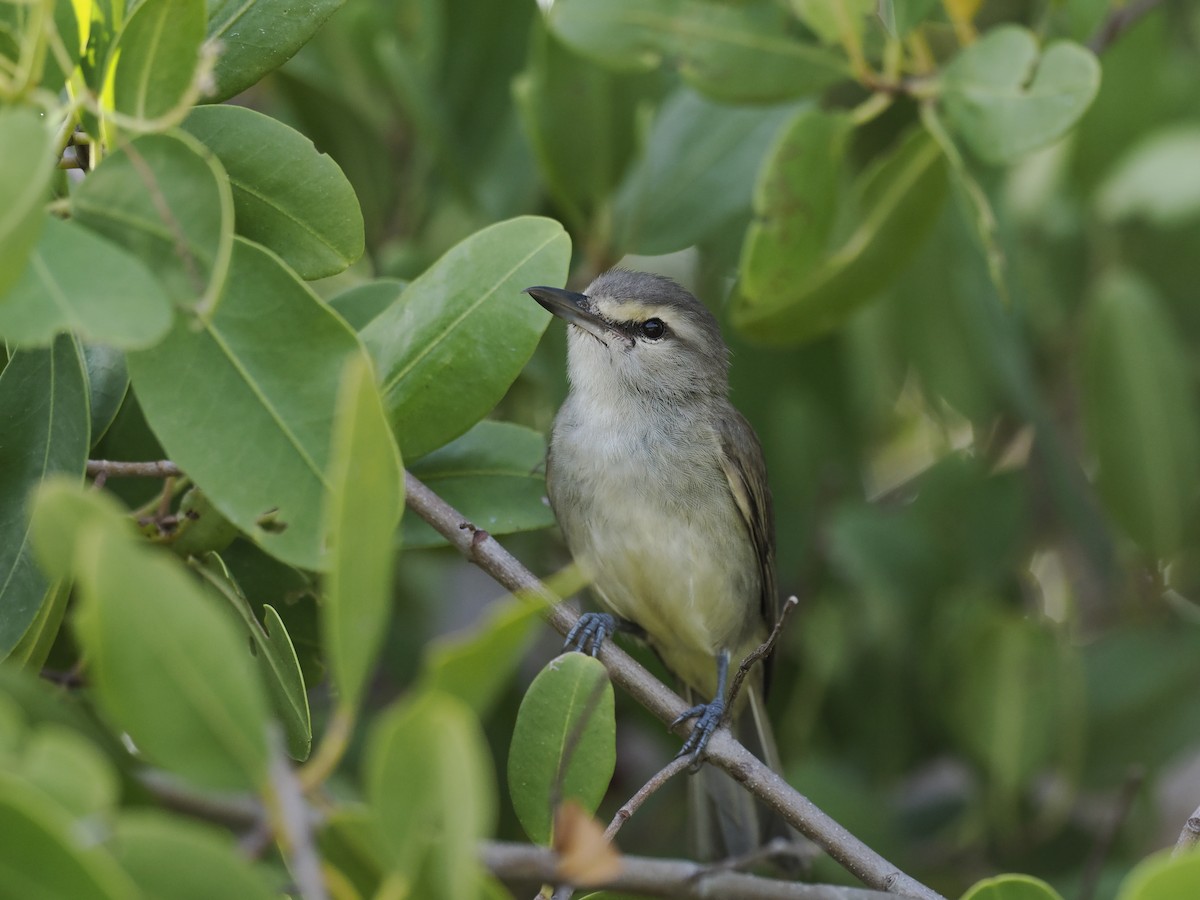 Yucatan Vireo - ML642706817