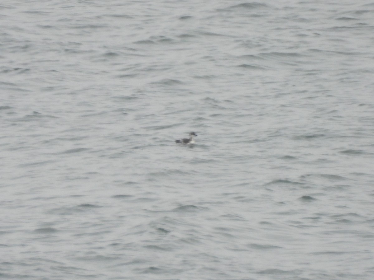 Pigeon Guillemot - ML642706818