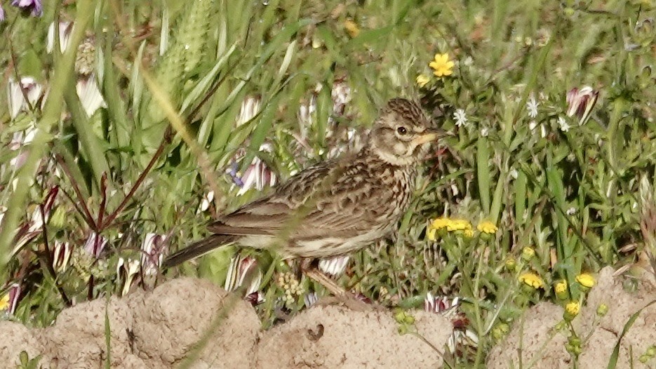 Large-billed Lark - ML642706821