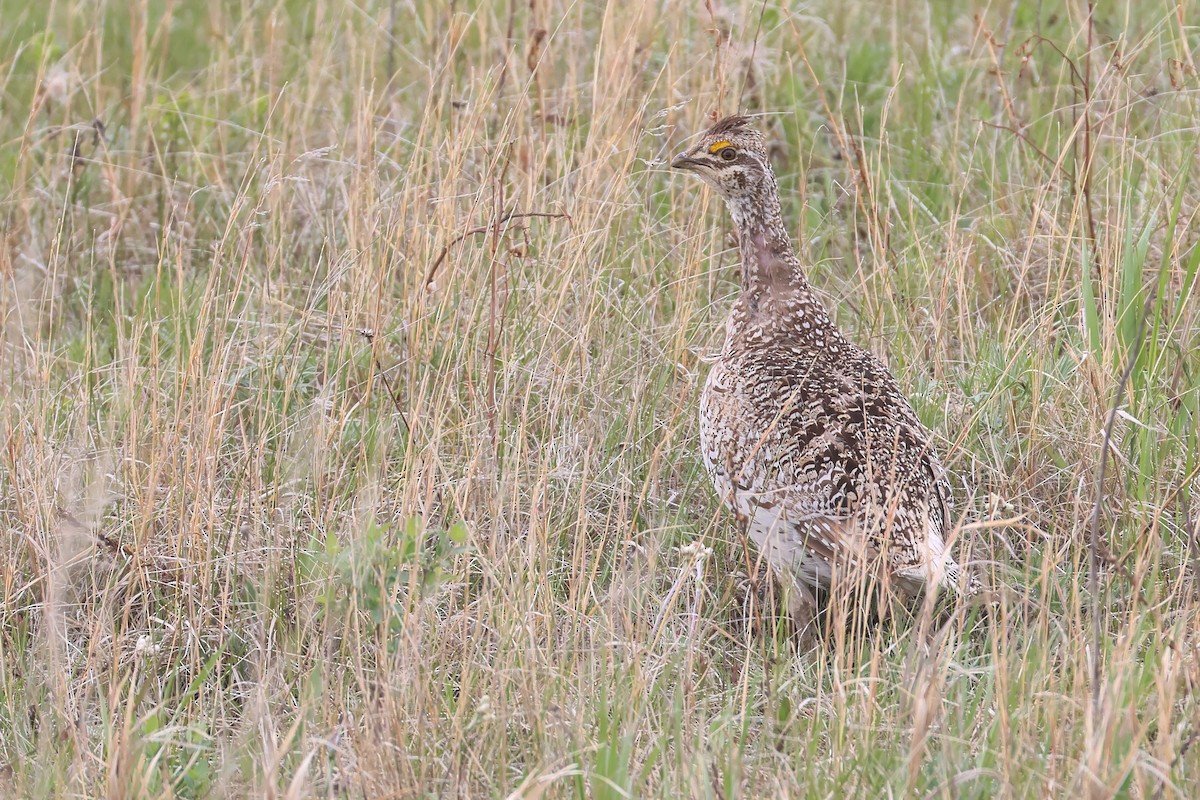 Sharp-tailed Grouse - ML642706825