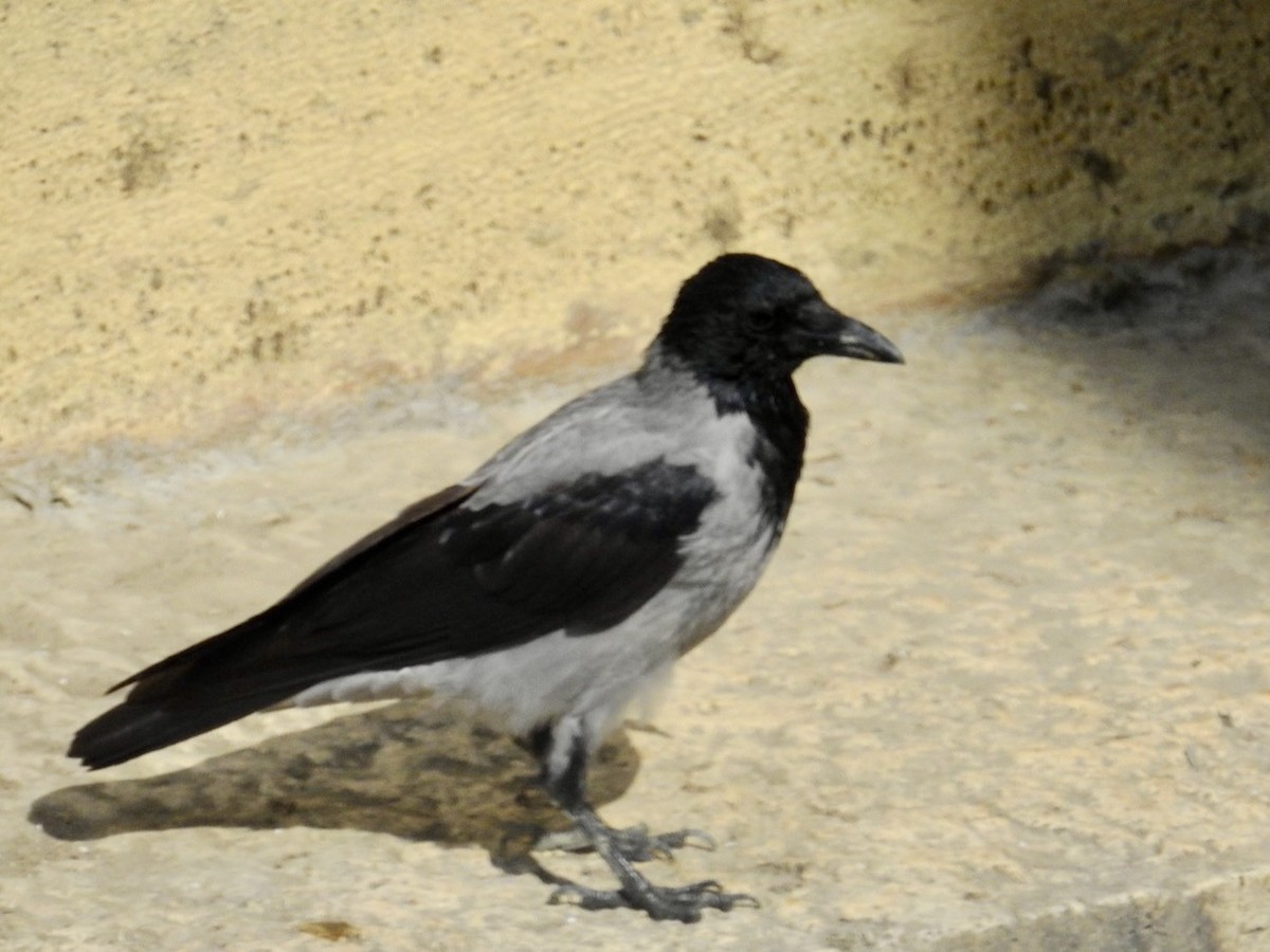 Hooded Crow (Hooded) - ML642706828