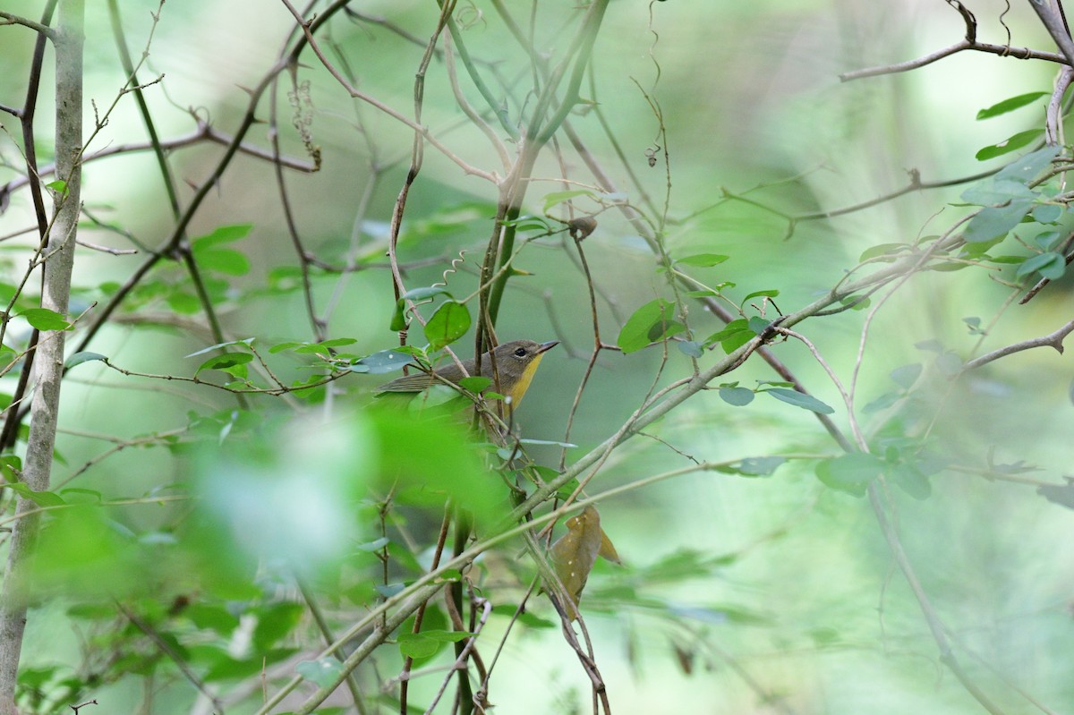 Common Yellowthroat - ML642706832