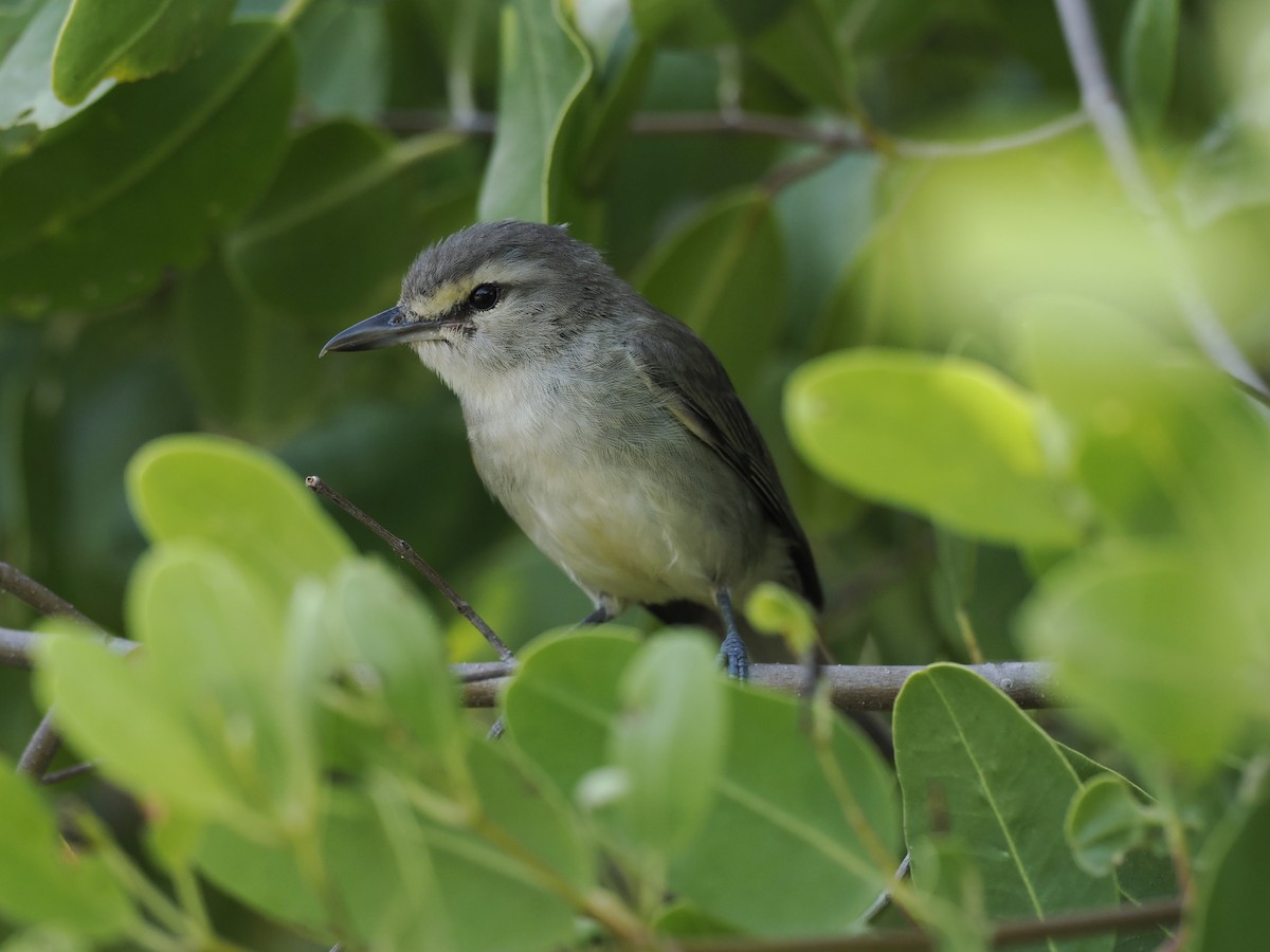Yucatan Vireo - ML642706835