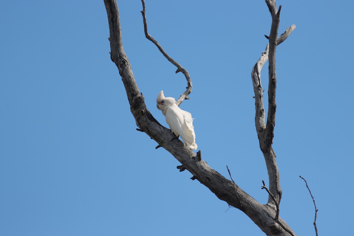 Cacatúa Sanguínea - ML642706836