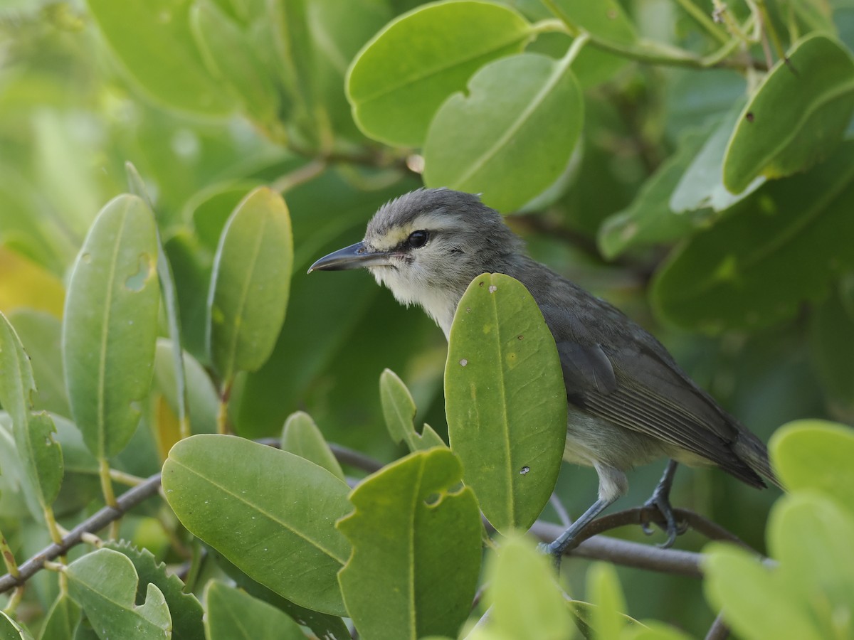 Yucatan Vireo - ML642706845