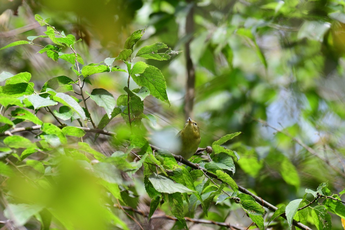 Tennessee Warbler - ML642706877