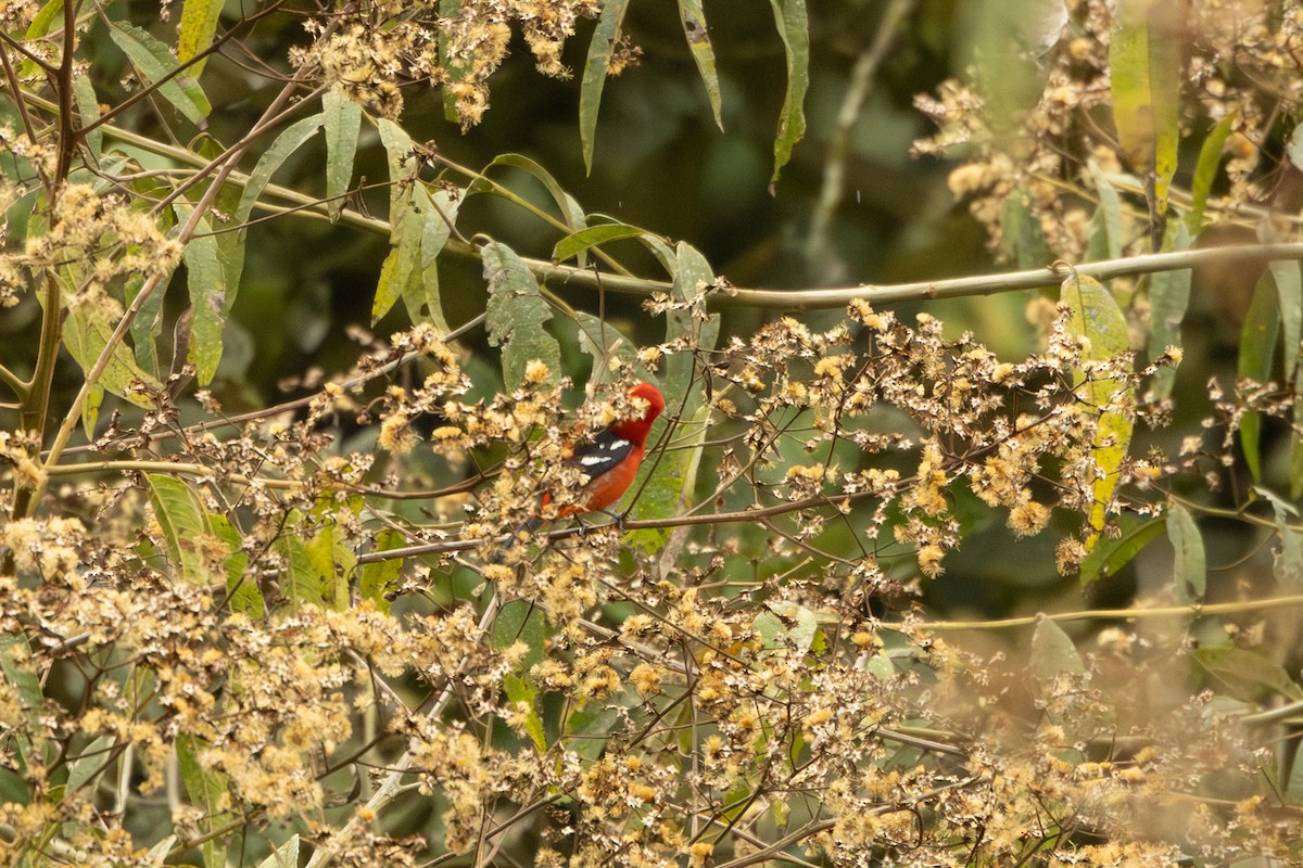 White-winged Tanager - ML642706909