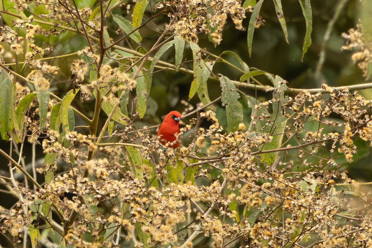 White-winged Tanager - ML642706910
