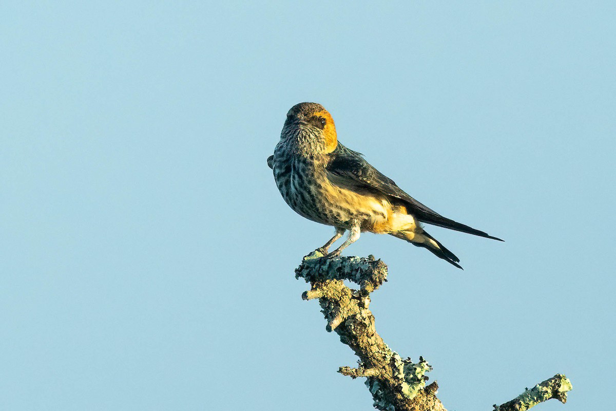 Greater Striped Swallow - ML642706936