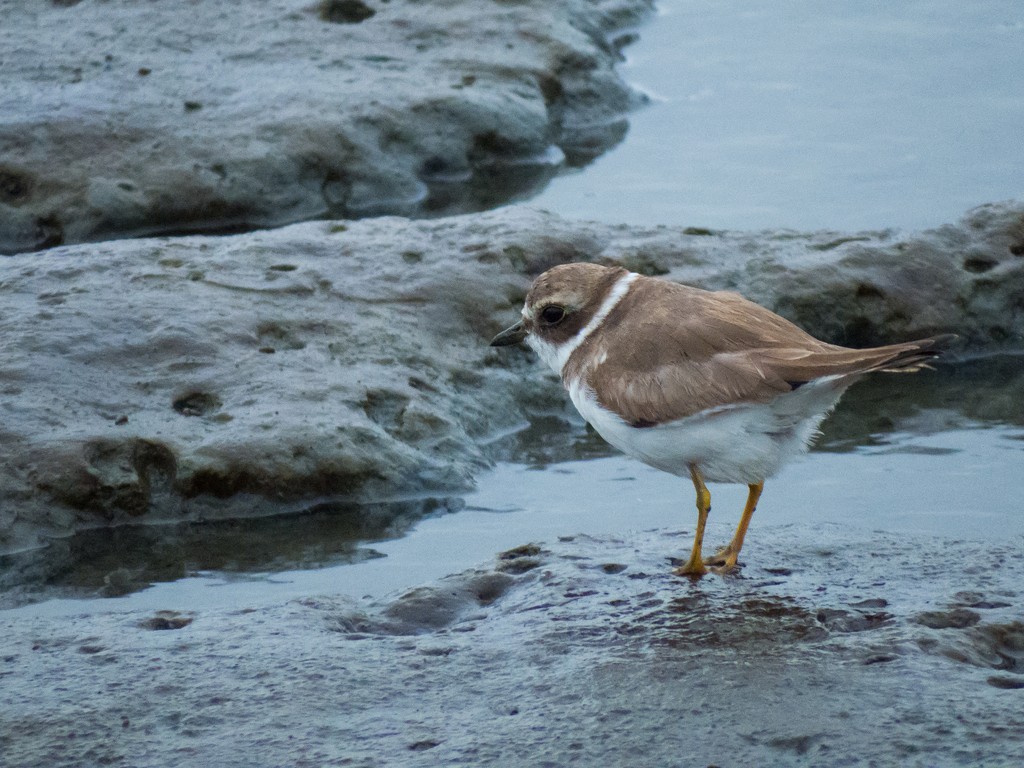 Semipalmated Plover - ML642706940