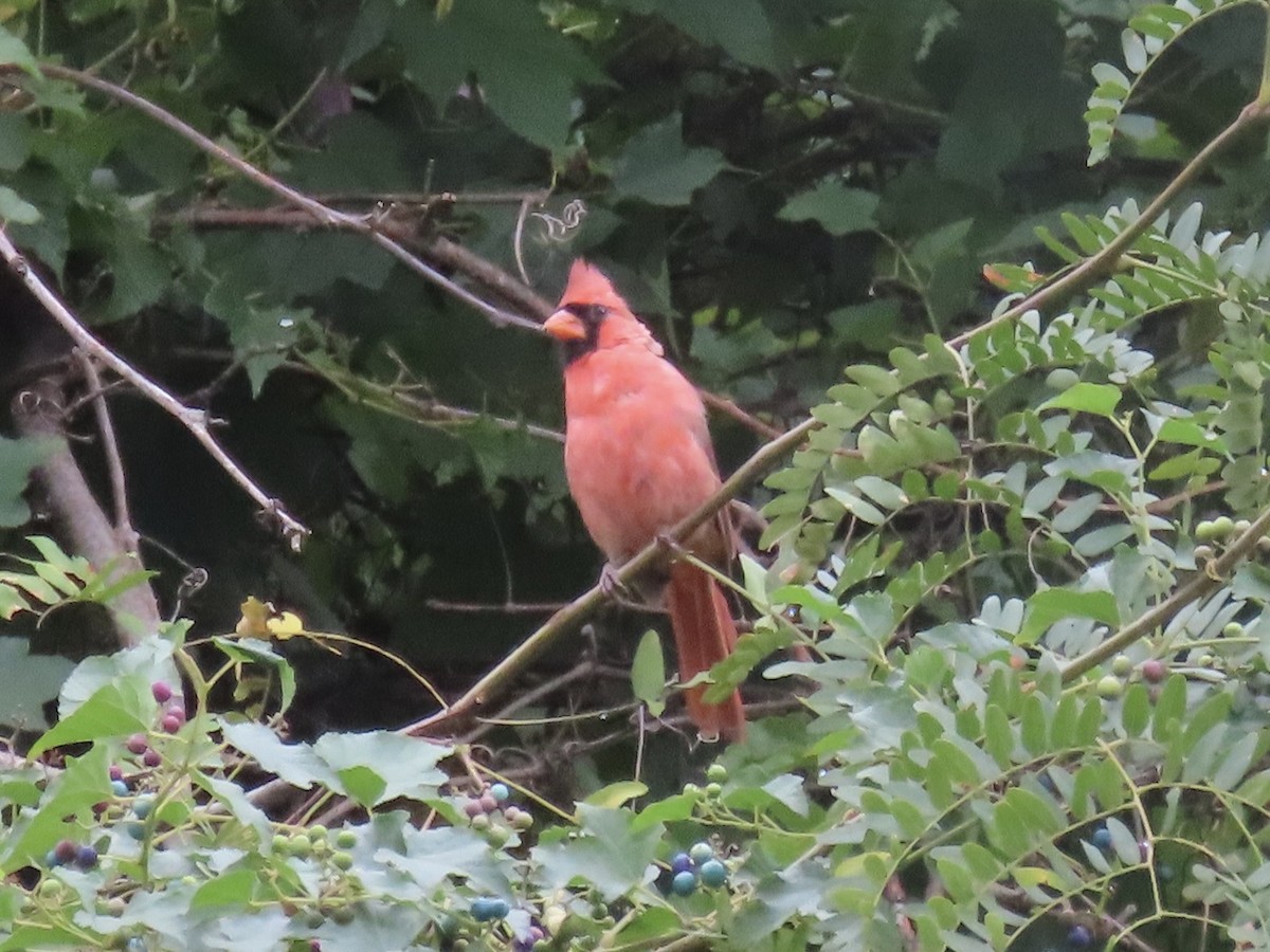 Northern Cardinal - ML642706944