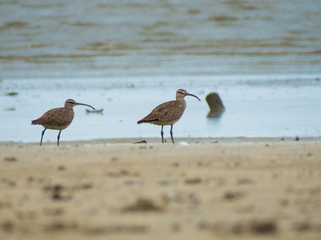 Whimbrel - ML642706946