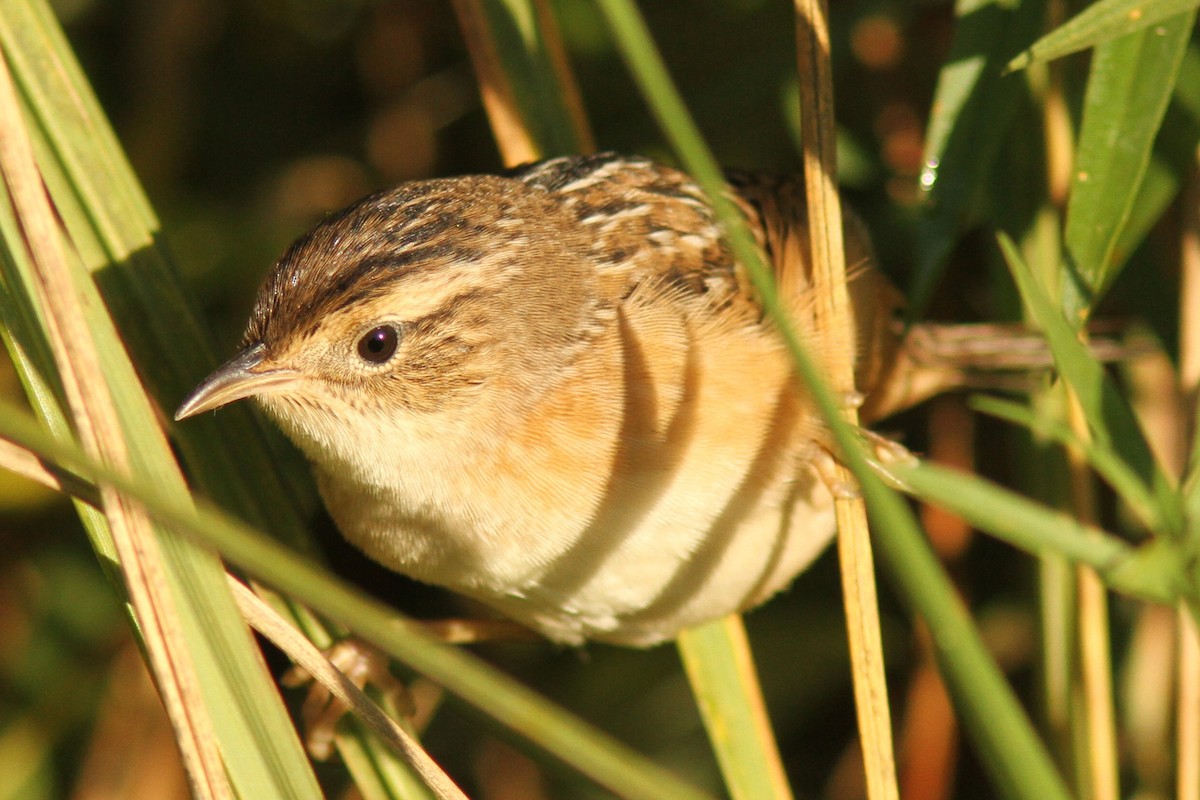 Sedge Wren - ML642706965