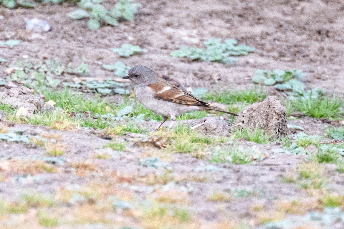 Southern Gray-headed Sparrow - ML642706974