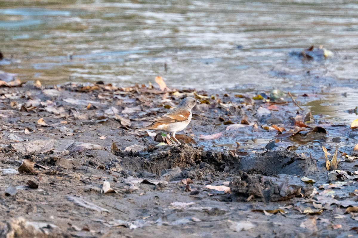 Southern Gray-headed Sparrow - ML642706975