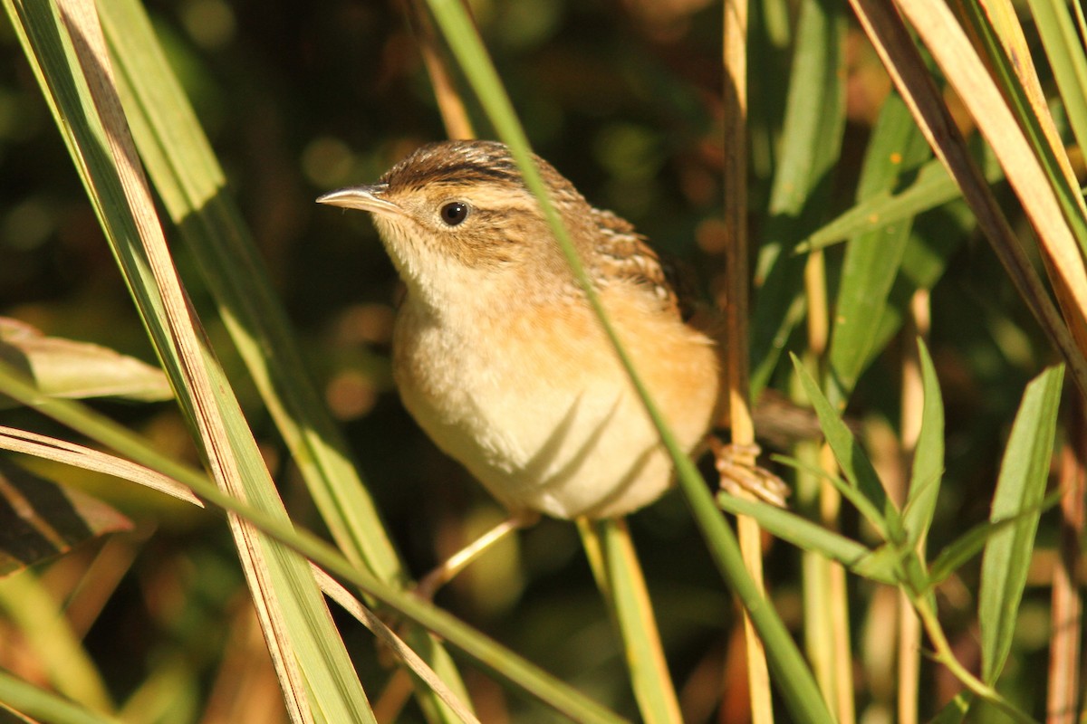 Sedge Wren - ML642706992