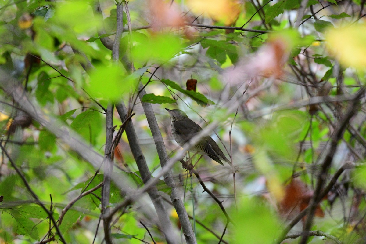 Gray-cheeked Thrush - ML642706995