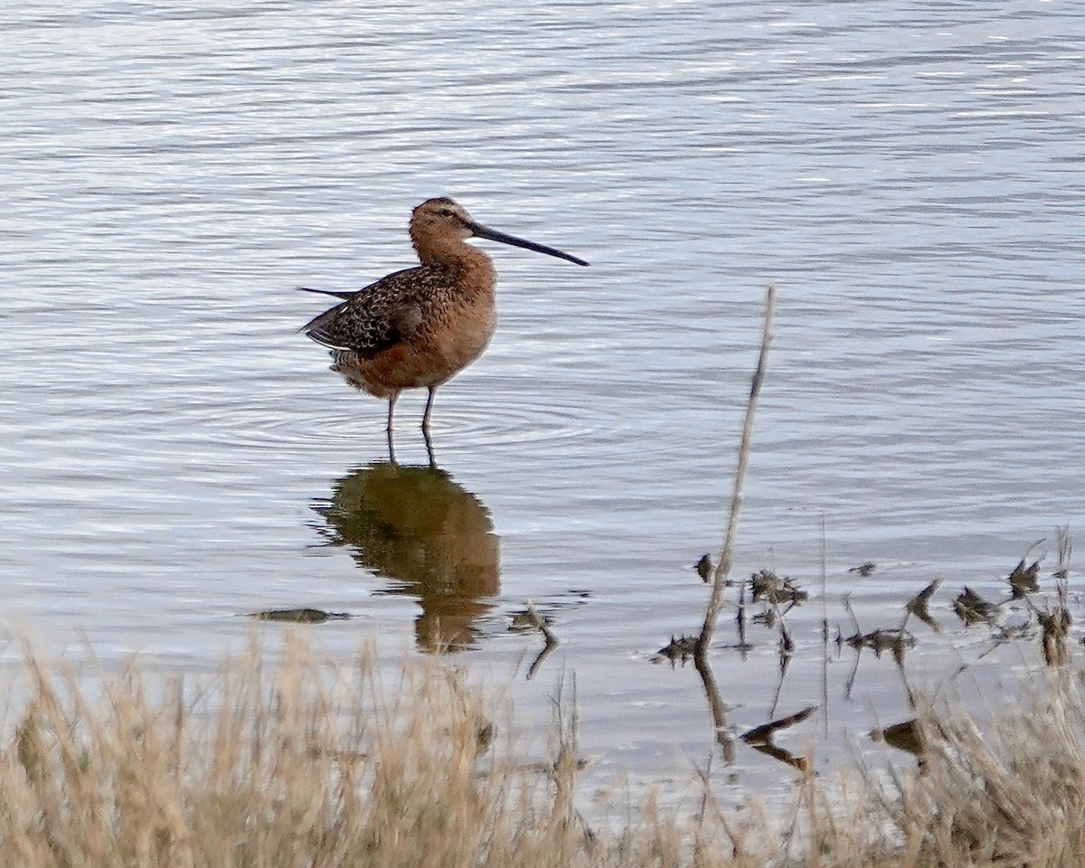 Long-billed Dowitcher - ML642707031