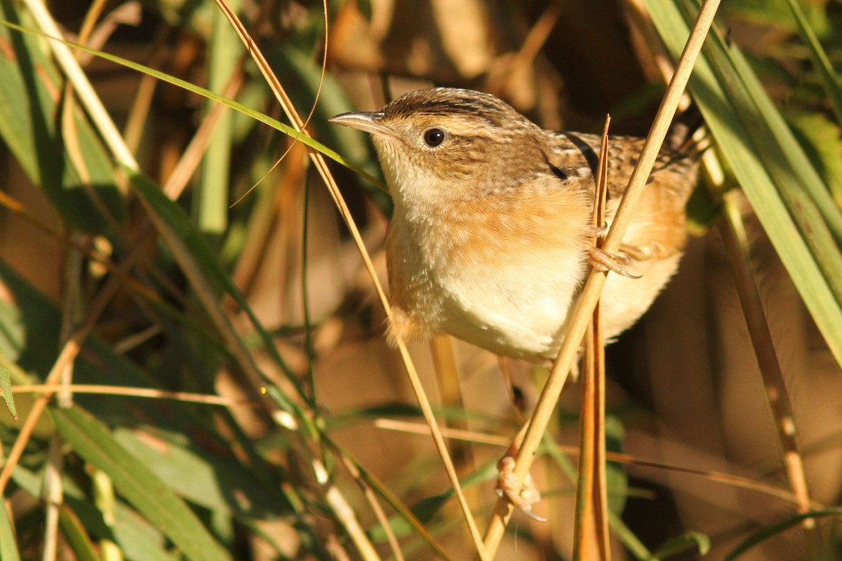 Sedge Wren - ML642707032
