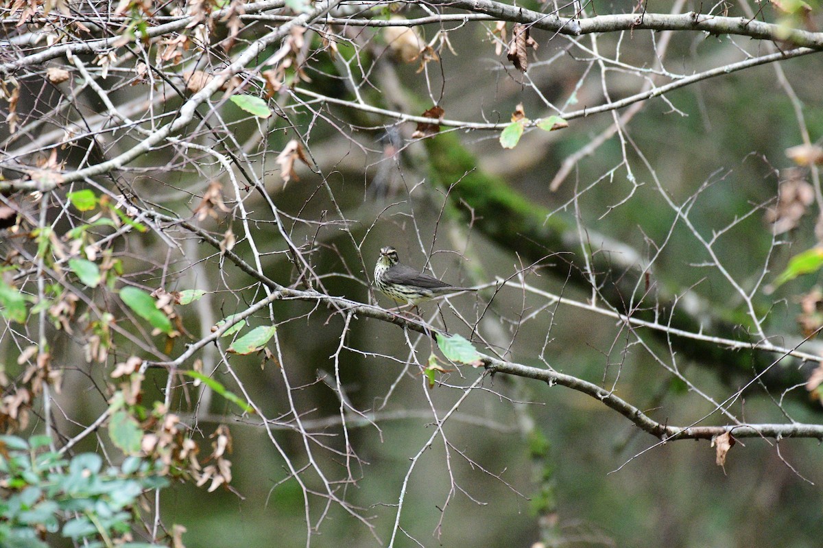 Northern Waterthrush - ML642707041