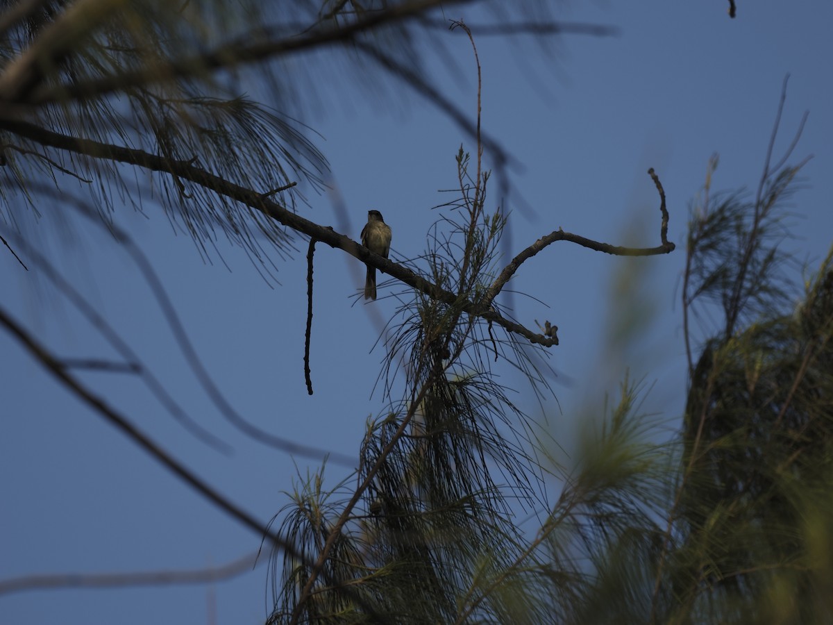 Caribbean Elaenia - ML642707048