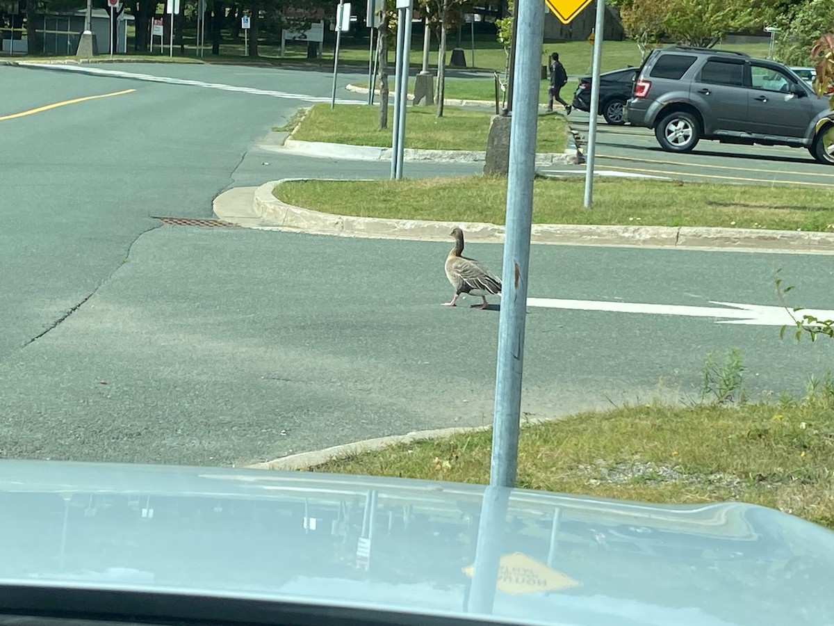 Pink-footed Goose - ML642707049