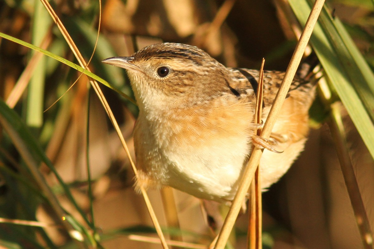 Sedge Wren - ML642707050