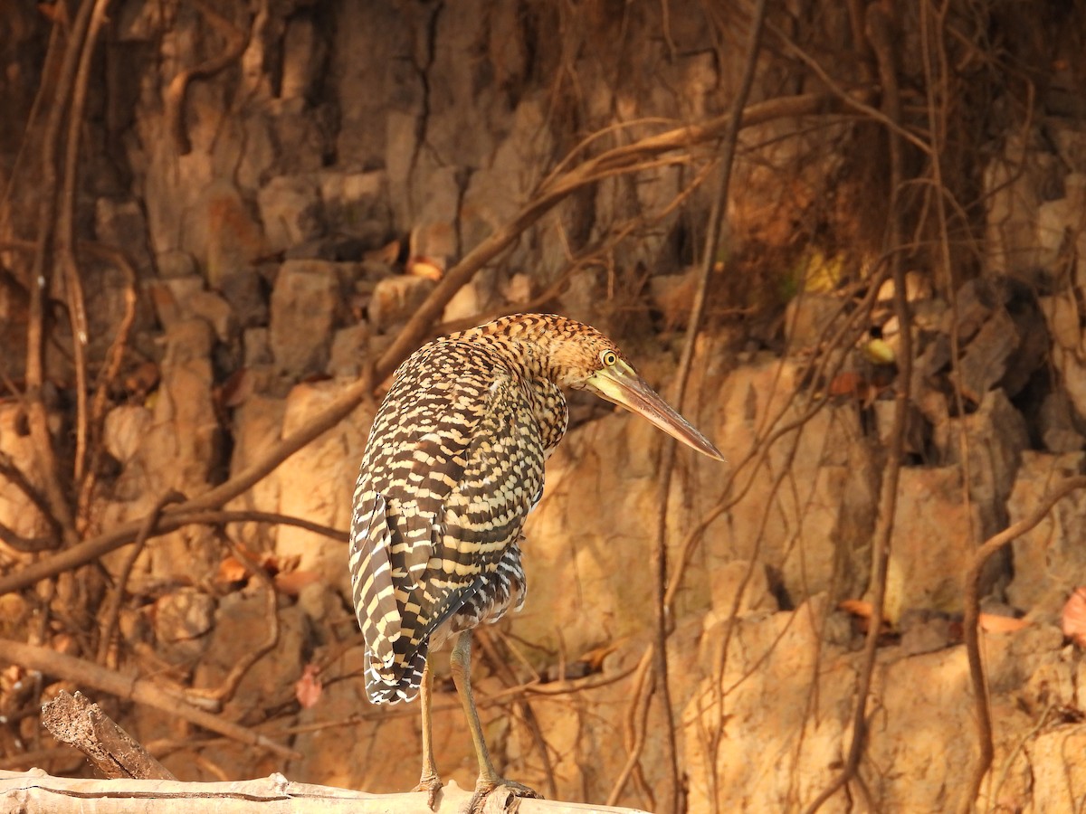 Rufescent Tiger-Heron - ML642707061