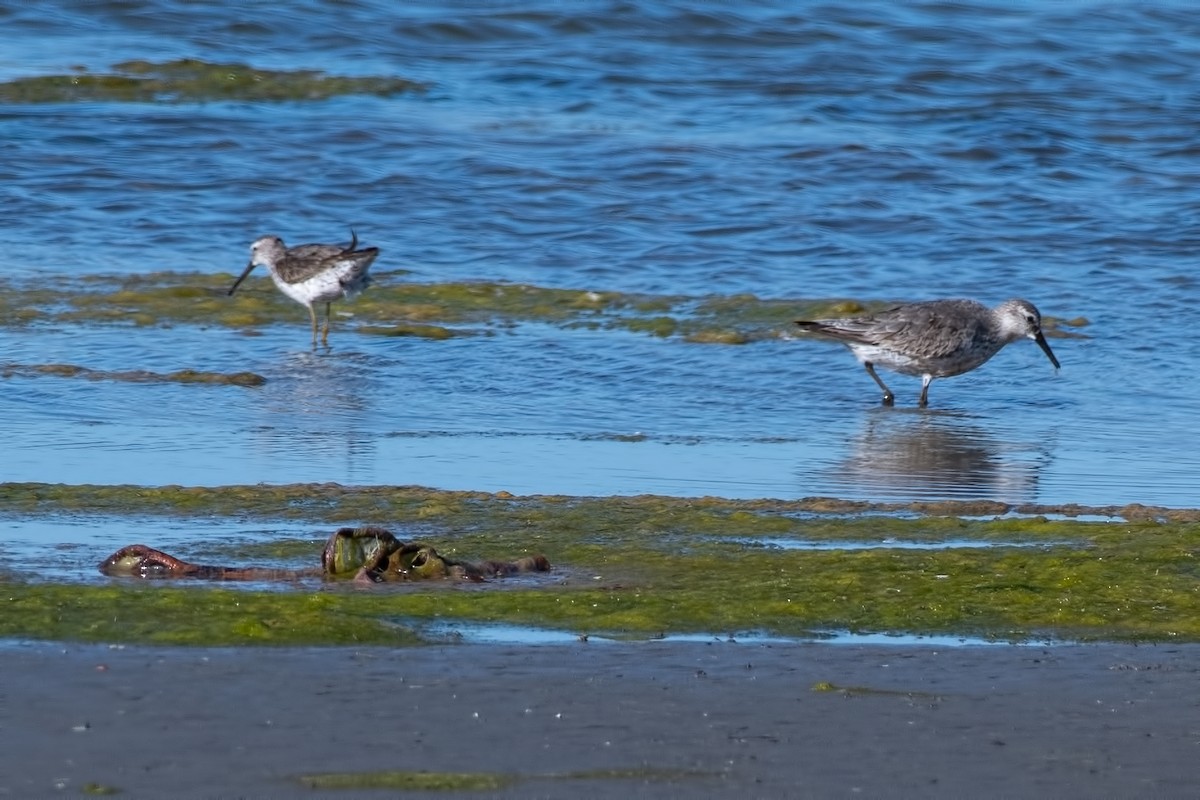 Stilt Sandpiper - ML642707070
