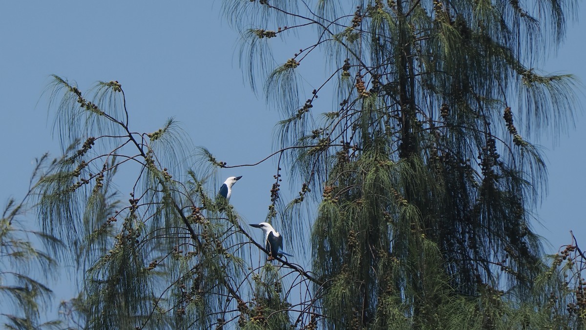 Beach Kingfisher (Beach) - ML642707072