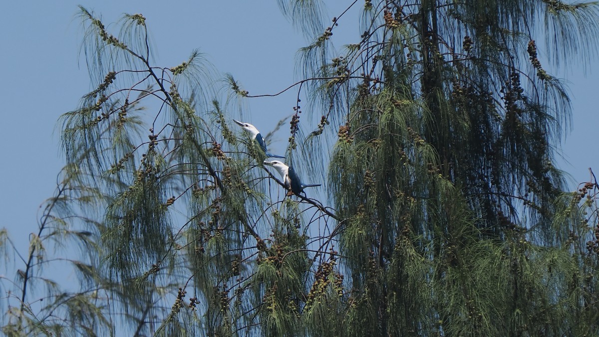 Beach Kingfisher (Beach) - ML642707073