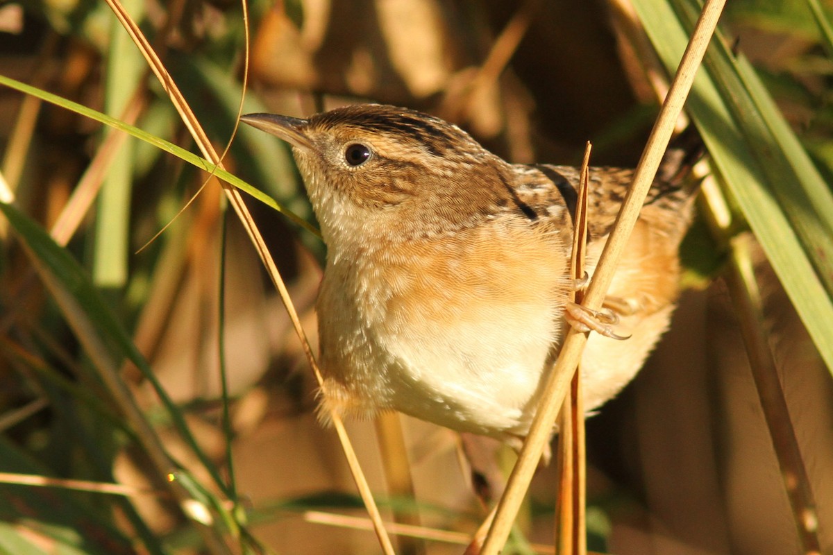 Sedge Wren - ML642707074