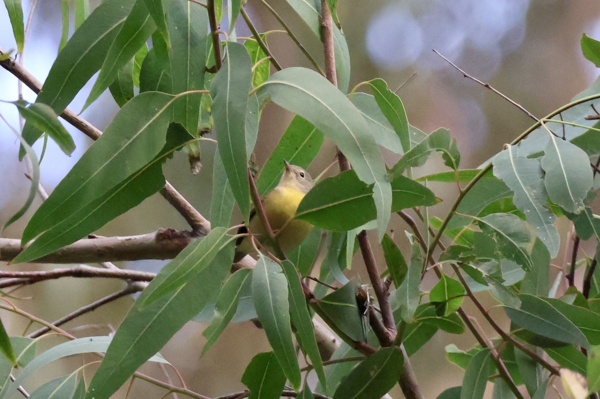 Nashville Warbler - ML642707084