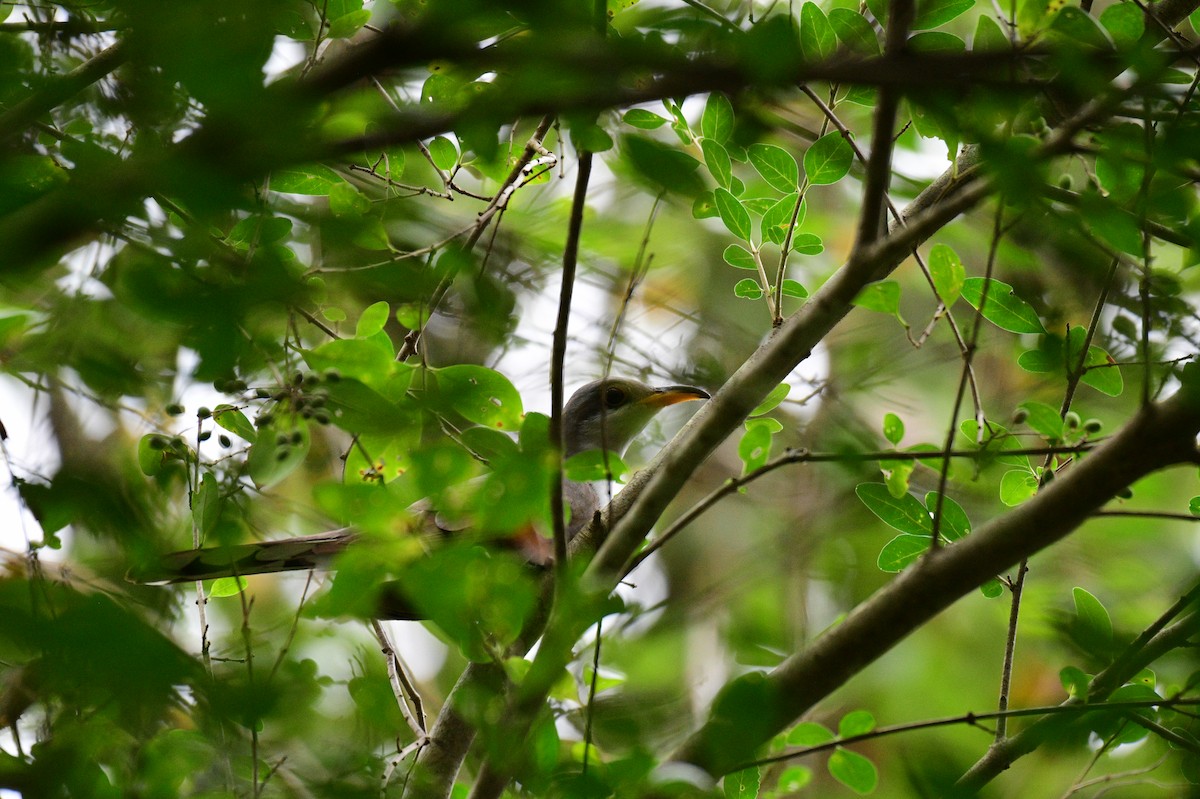 Yellow-billed Cuckoo - ML642707087