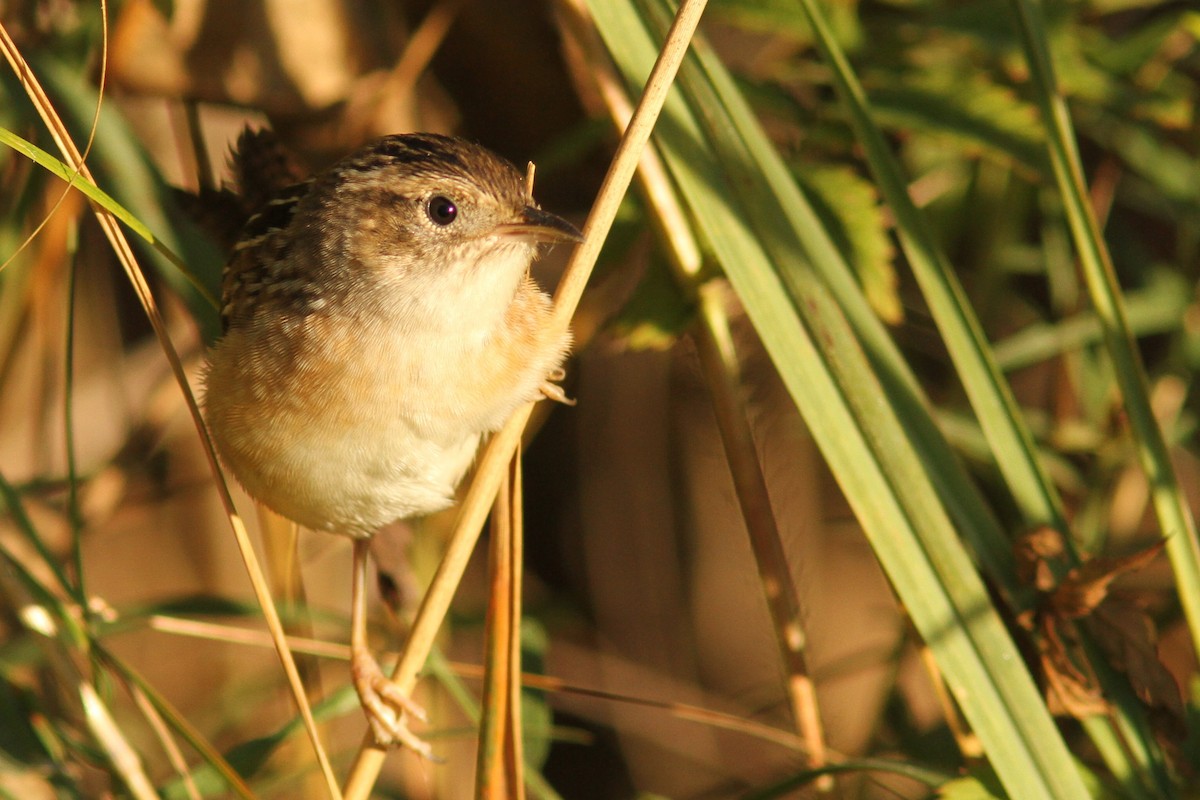 Sedge Wren - ML642707089