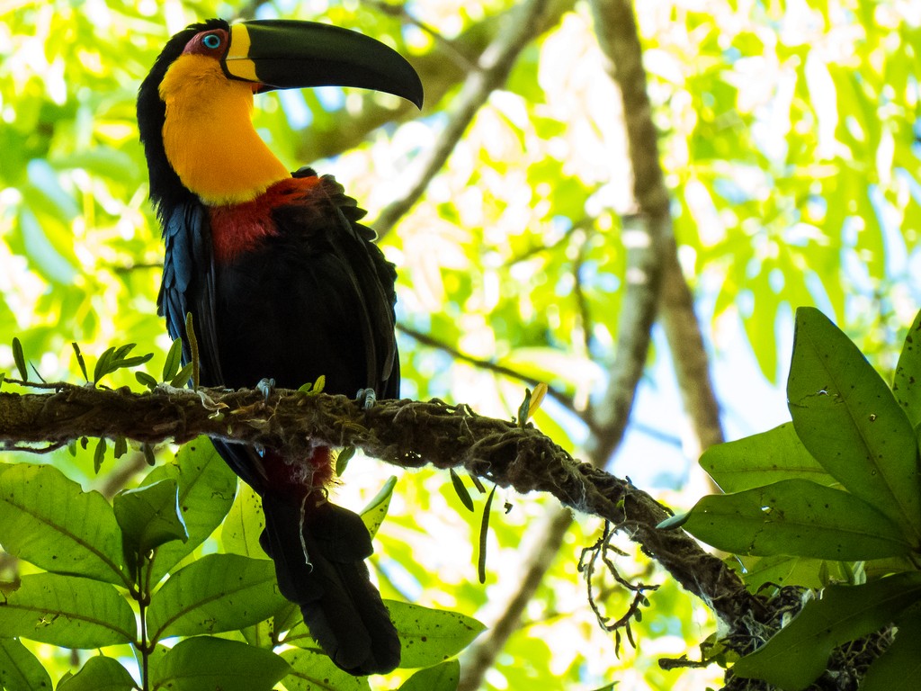 Channel-billed Toucan - ML642707090