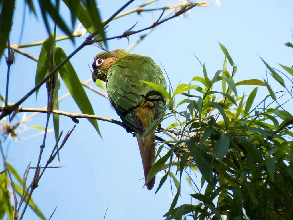 Maroon-bellied Parakeet - ML642707093