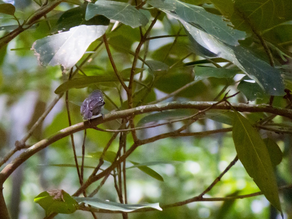 White-flanked Antwren - ML642707099