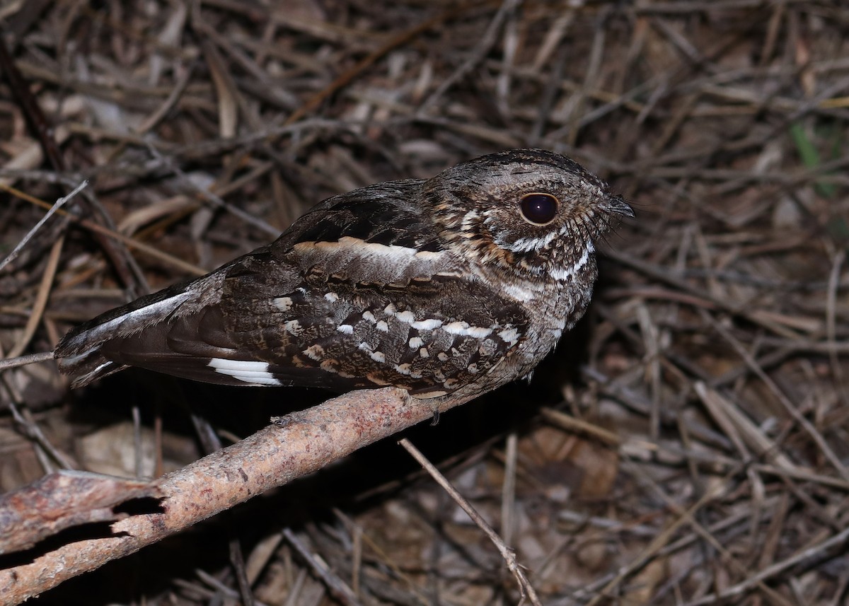 Little Nightjar - ML642707100