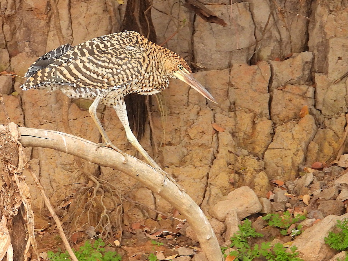 Rufescent Tiger-Heron - ML642707101