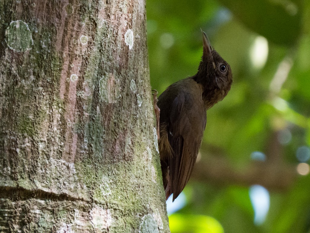 Plain-winged Woodcreeper - ML642707103