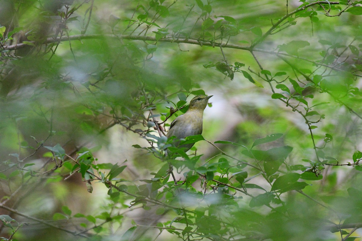 Tennessee Warbler - ML642707104
