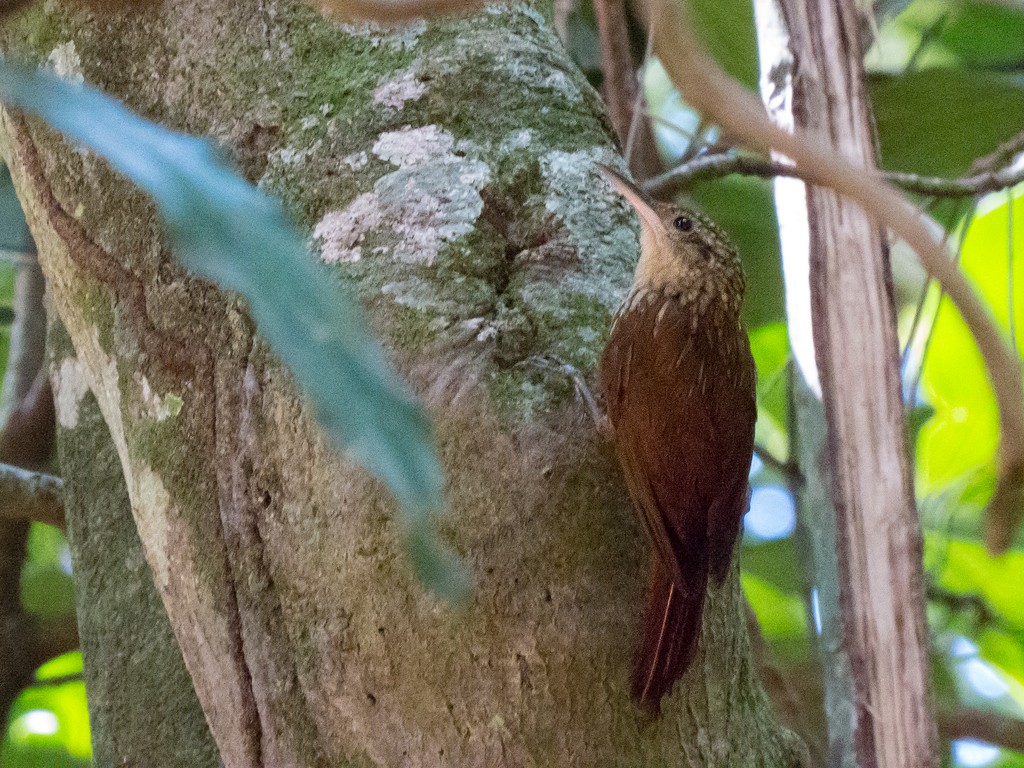 Lesser Woodcreeper - ML642707116