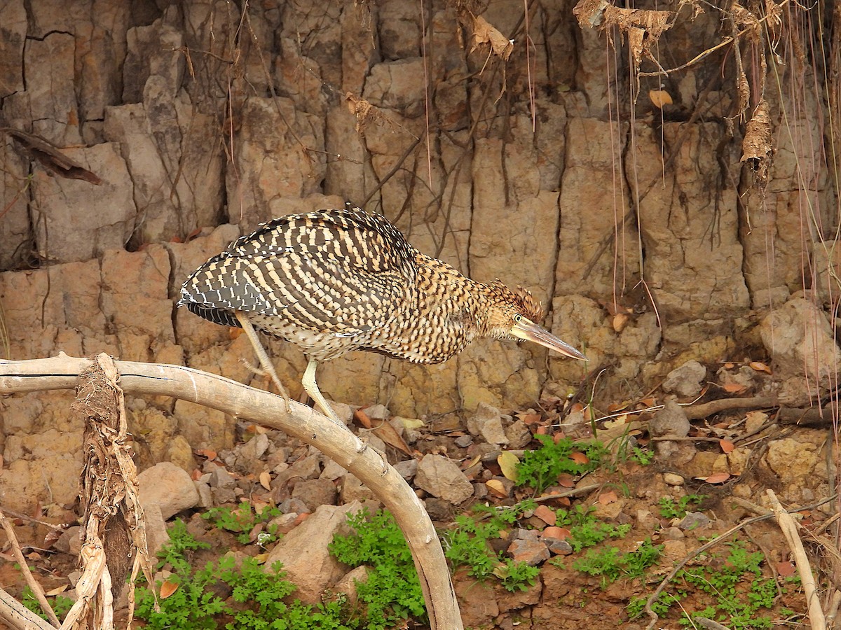 Rufescent Tiger-Heron - ML642707125