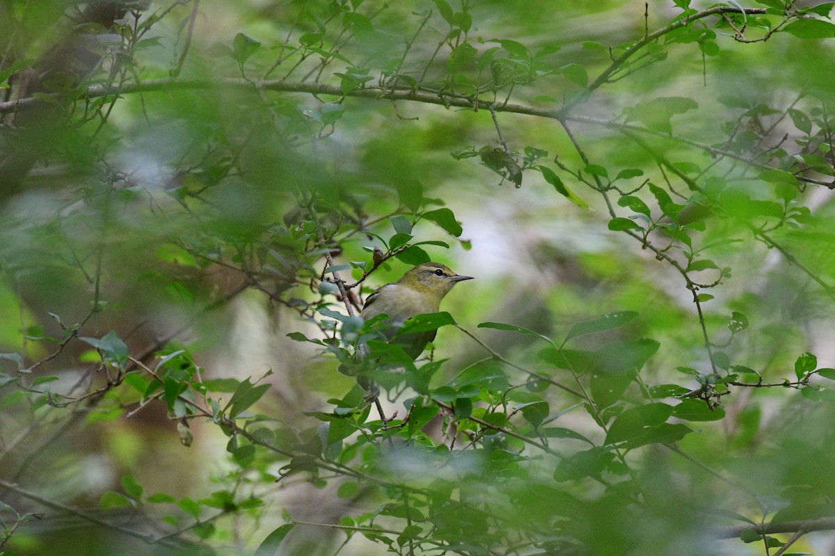 Tennessee Warbler - ML642707139